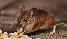 24 Hour & Emergency Exterminators in Foley, AL